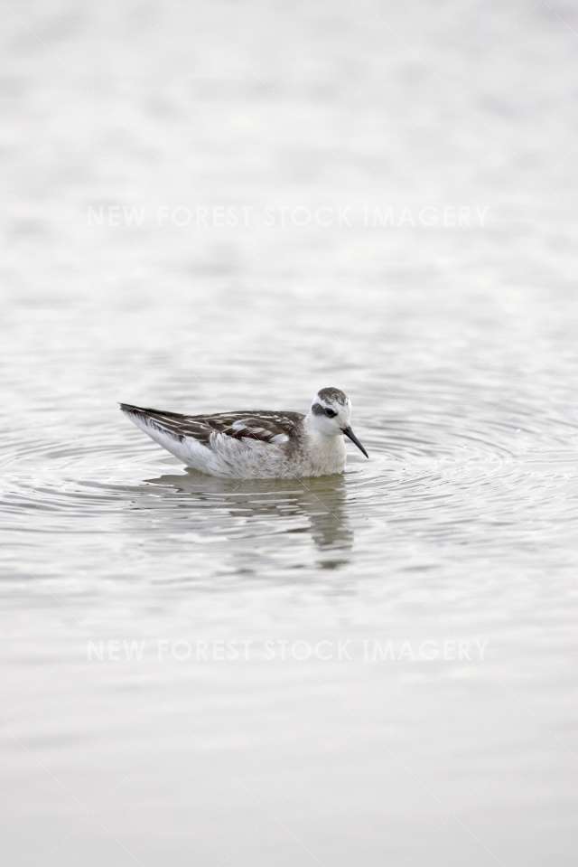 Red-necked Phalarope 05