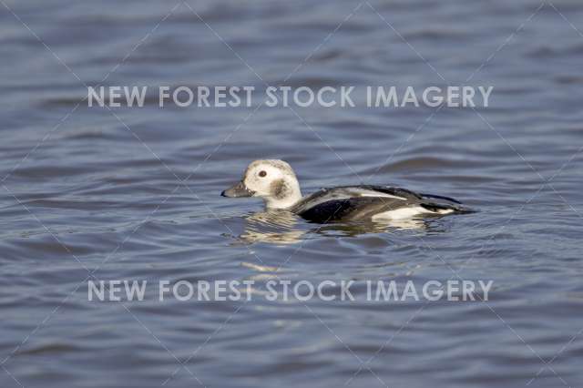 Long Tailed Duck 01