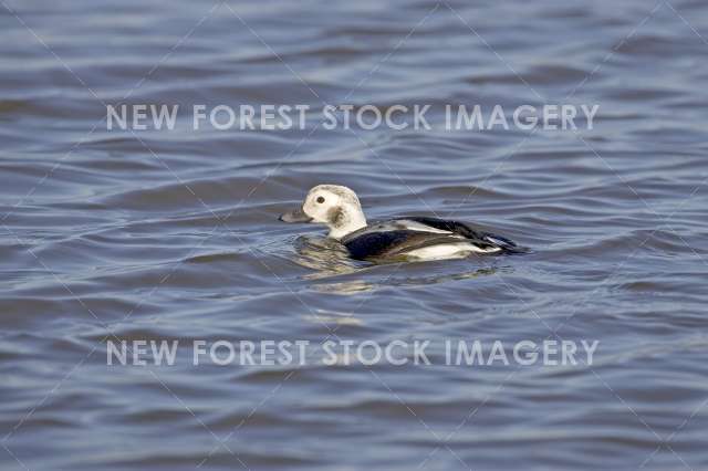 Long-tailed Duck 02