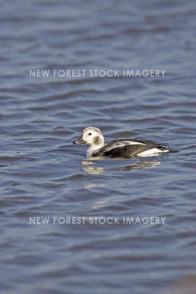 Long Tailed Duck 03