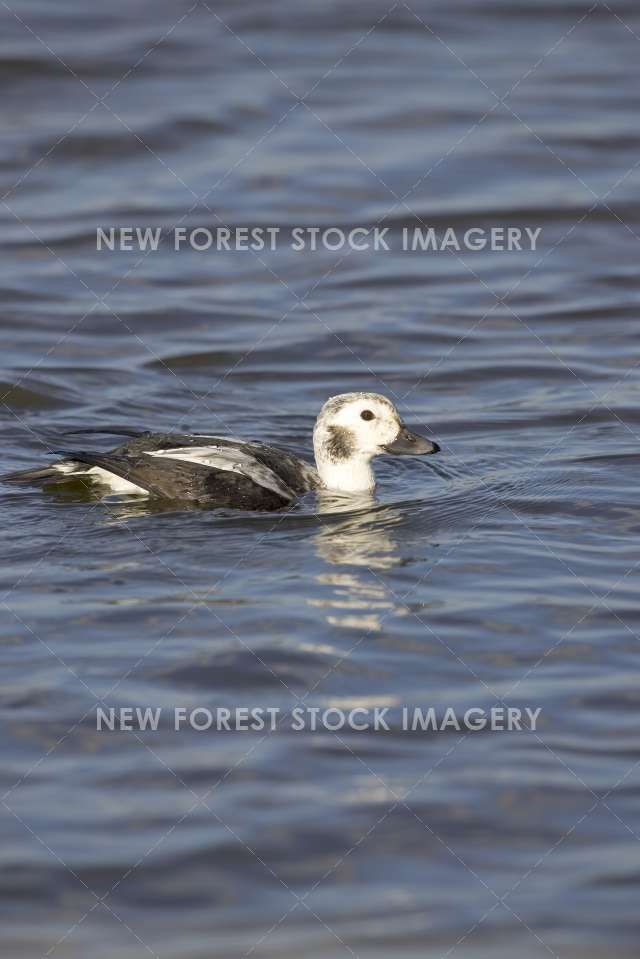 Long Tailed Duck 04