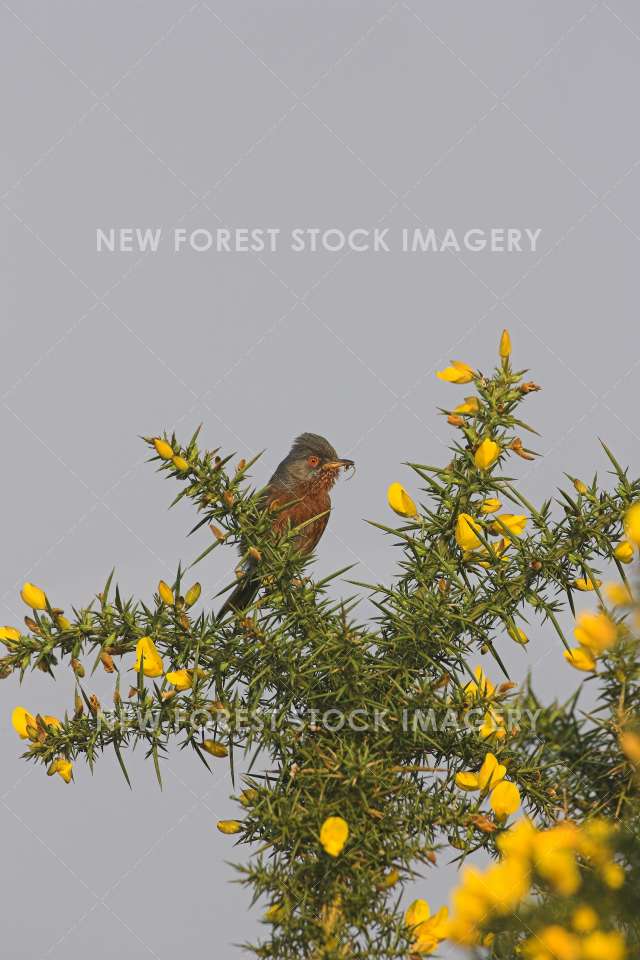 Dartford Warbler 02