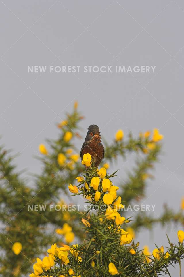 Dartford Warbler 03