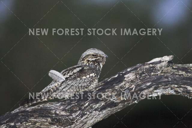 Nightjar 01