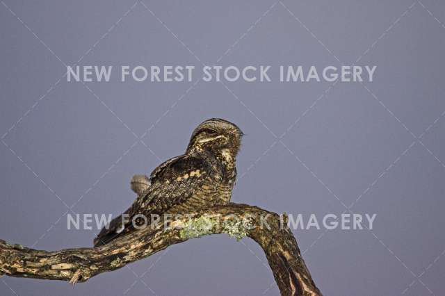 Nightjar 02