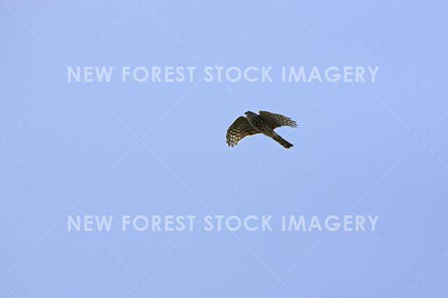 Sparrowhawk 03