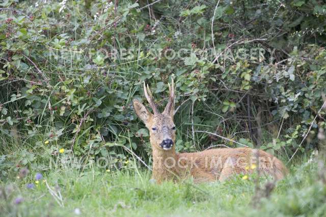 Roe Deer 01