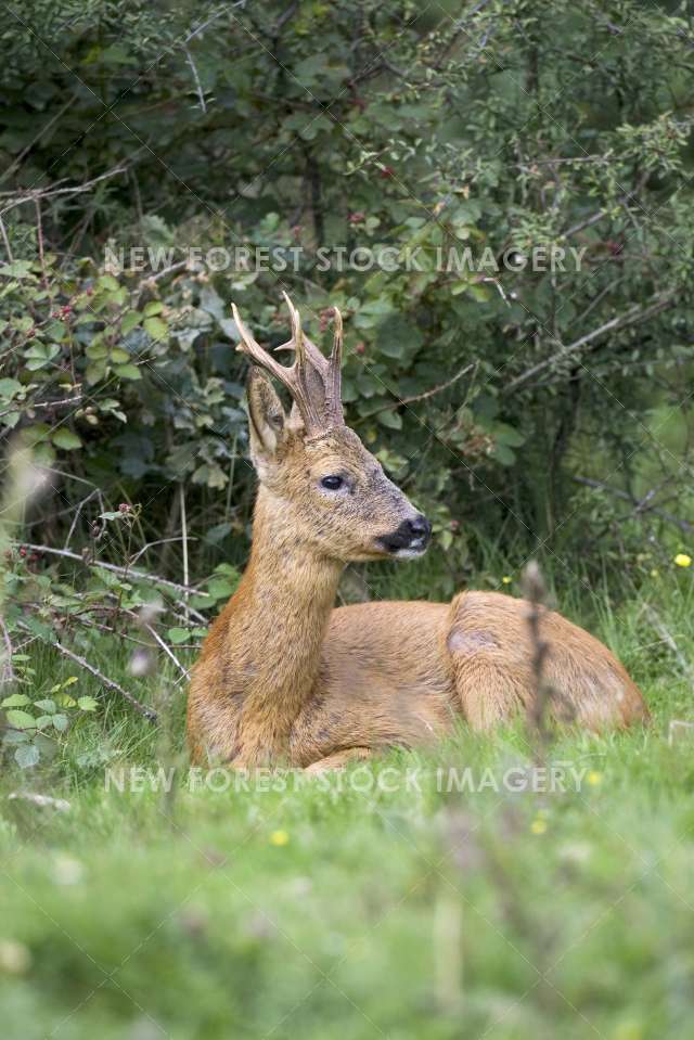 Roe Deer 02