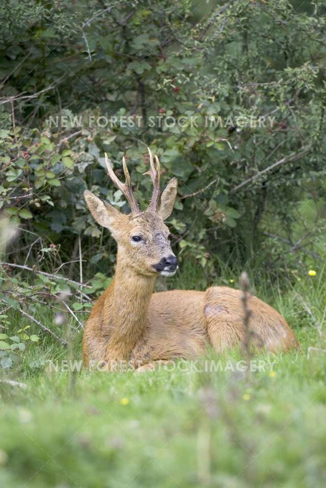 Roe Deer 03