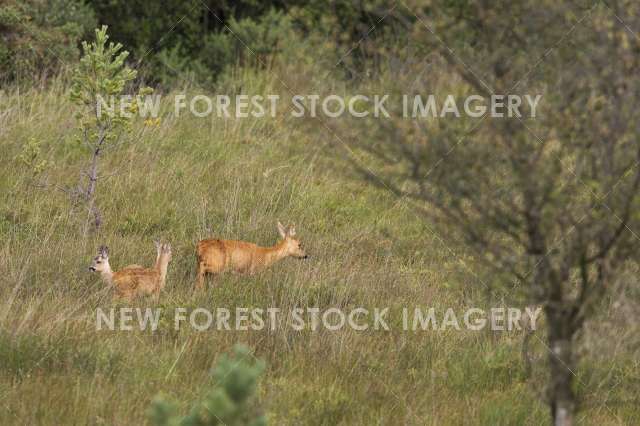 Roe Deer 04