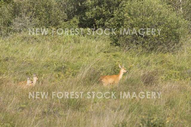 Roe Deer 05