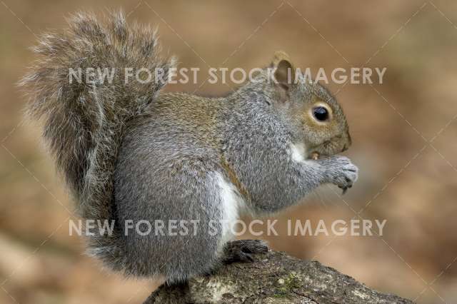 Grey Squirrel 01