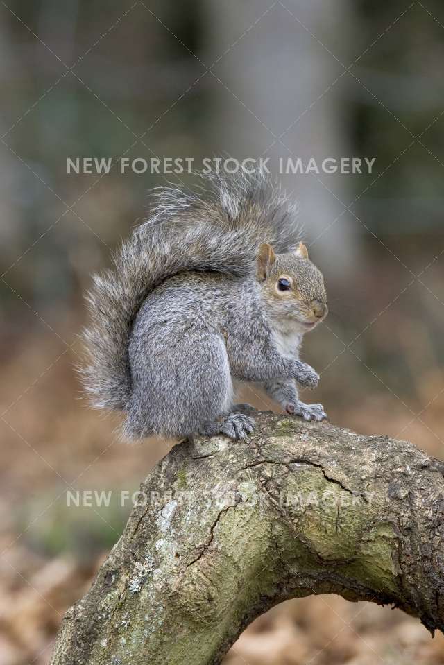 Grey Squirrel 02