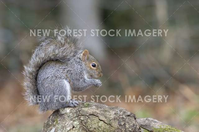 Grey Squirrel 03