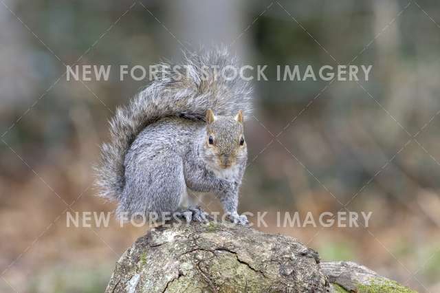 Grey Squirrel 04