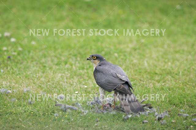 Sparrowhawk 08