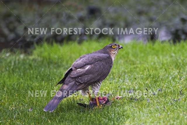 Sparrowhawk 09