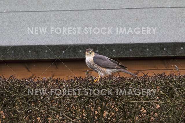 Sparrowhawk 10