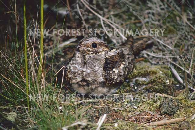 Nightjar 05