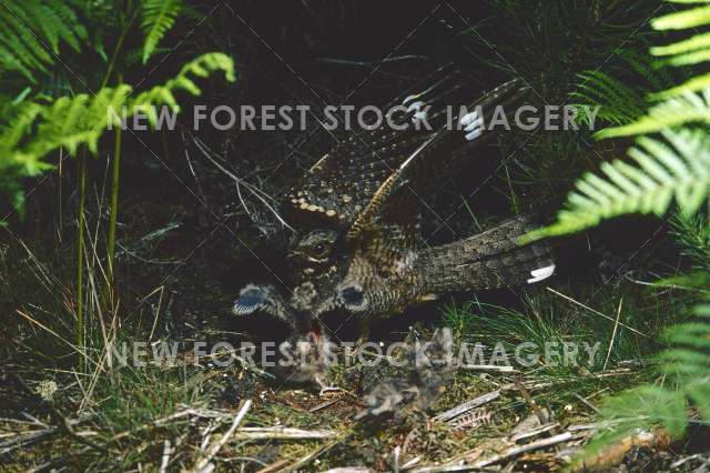 Nightjar 06