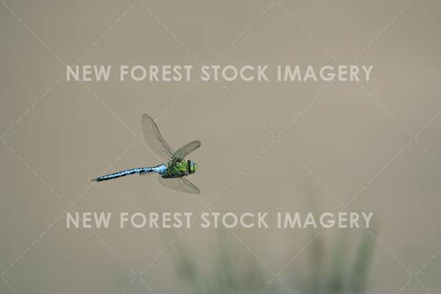 Emperor Dragonfly 01