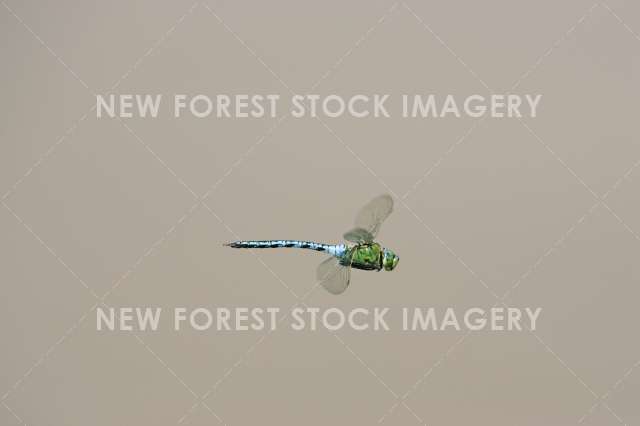 Emperor Dragonfly 03