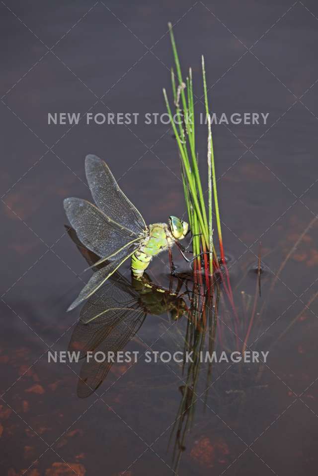 Emperor Dragonfly 05