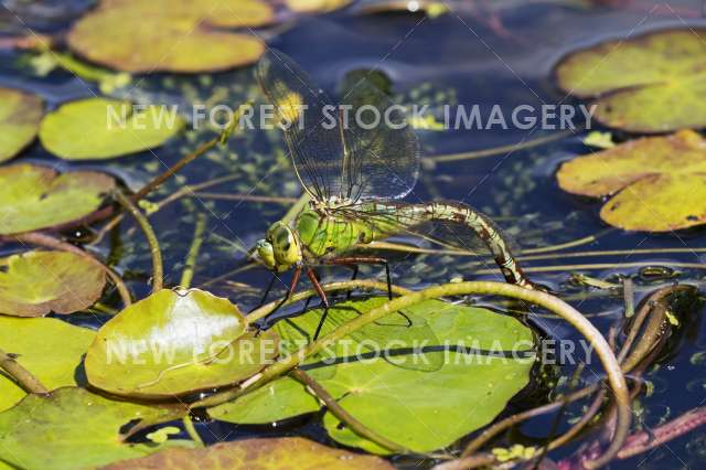 Emperor Dragonfly 07