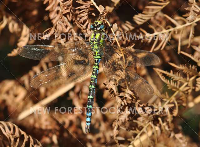 Southern Hawker 01