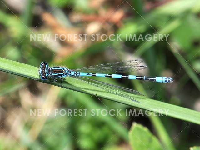 Southern Damselfly 01