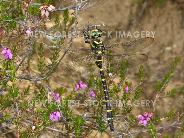 Golden-ringed Dragonfly 02