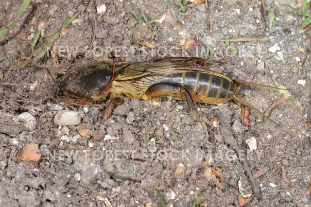 Mole Cricket 01