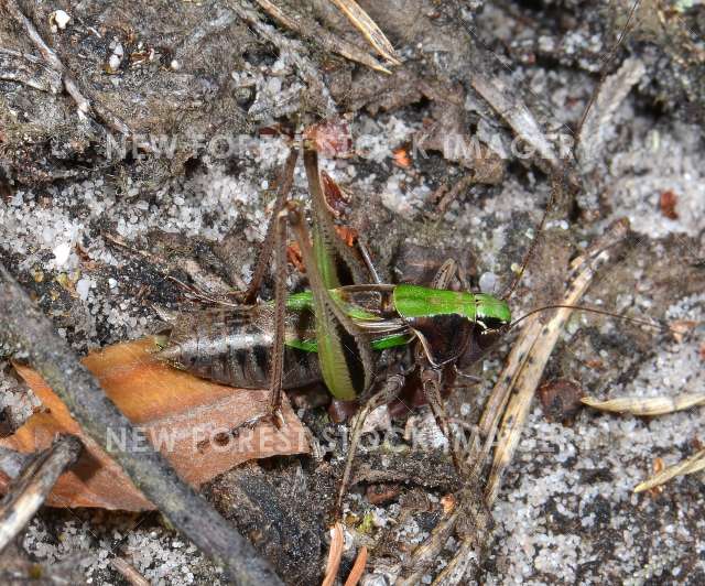 Bog Bush-cricket 01