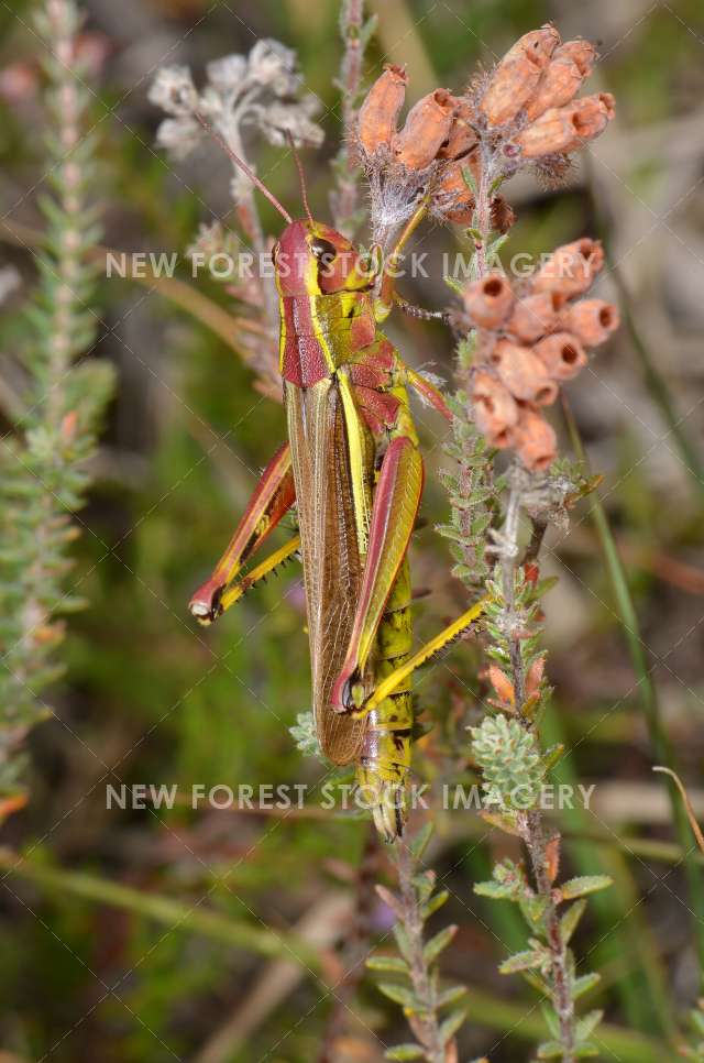 Large Marsh Grasshopper 01