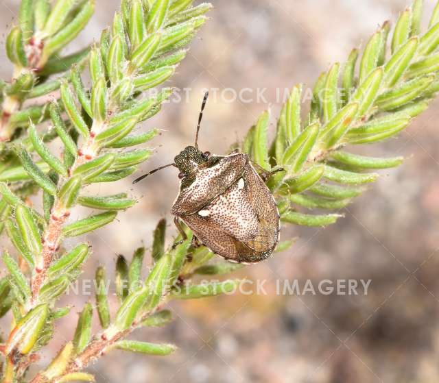 New Forest Shieldbug 01