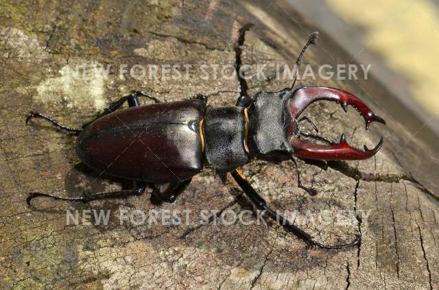 Stag Beetle 01