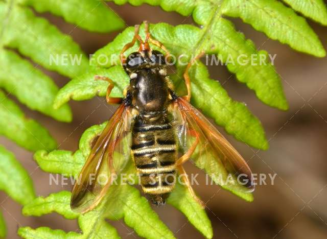 Orange-winged Hoverfly 01