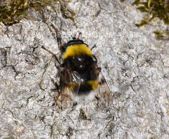 Small-headed Hoverfly 01