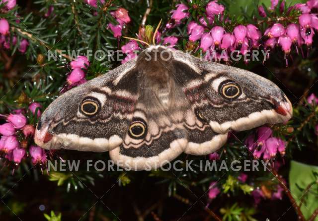 Emperor Moth 01