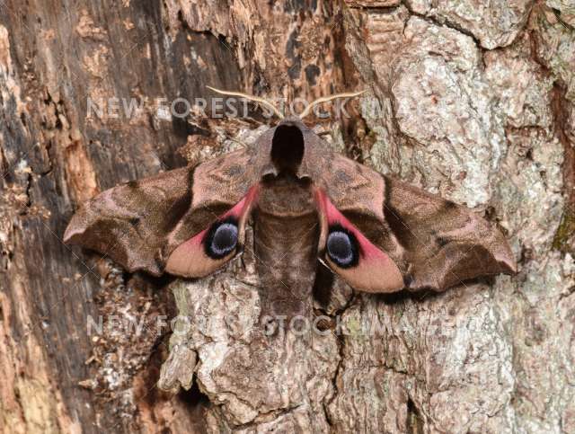 Eyed Hawk-moth 01