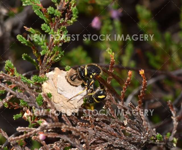 Heath Potter Wasp 01