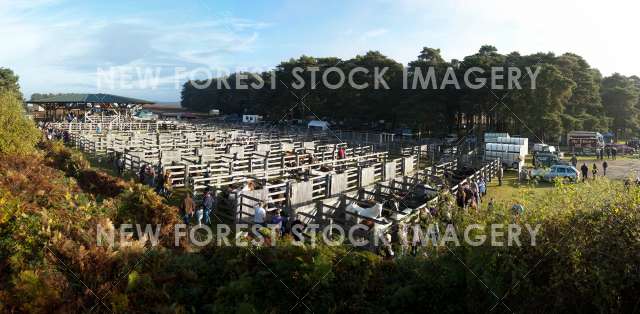 Beaulieu Road Pony Sales 02