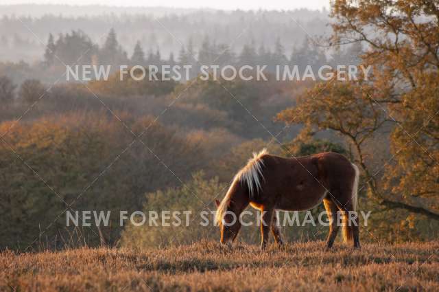 NF Pony 10
