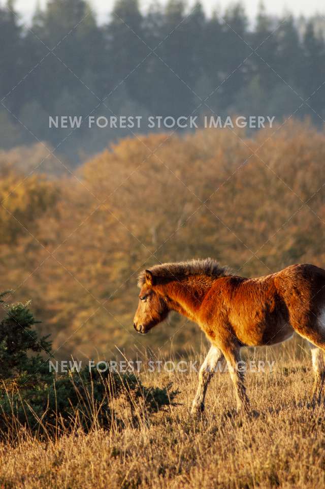 NF Pony 32