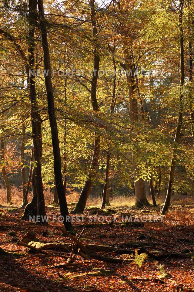 Parkhill Inclosure 01