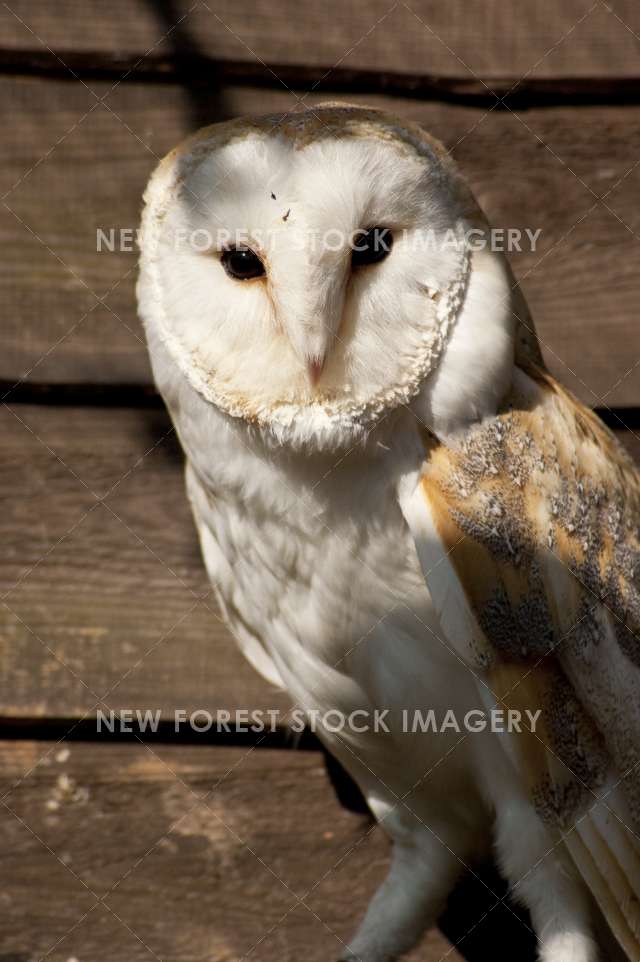 Barn Owl 01