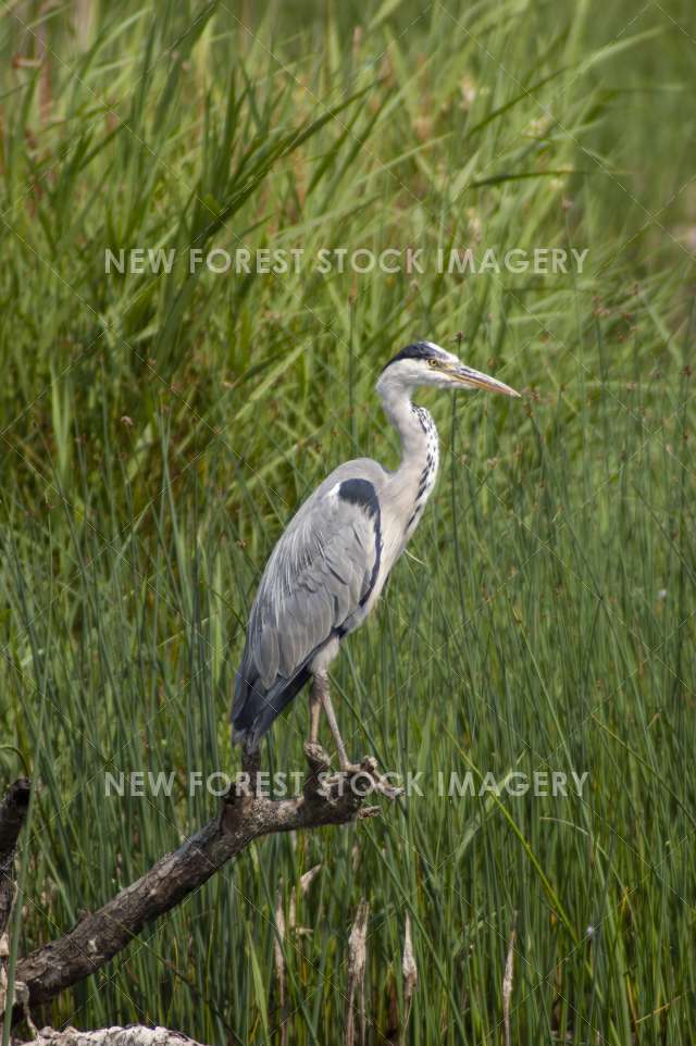 Grey Heron 01