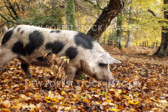 Pannage Pig 01