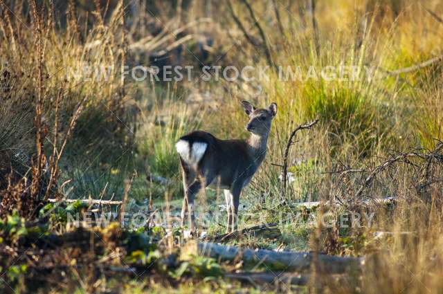 Sika Deer 19