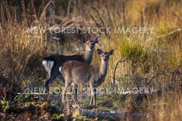 Sika Deer 18